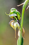 Pterostylis Halbury