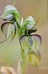 Pterostylis Halbury