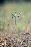 Pterostylis excelsa
