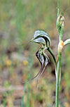 Pterostylis excelsa