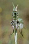 Pterostylis excelsa