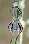 Pterostylis excelsa