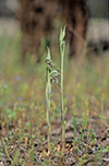 Pterostylis excelsa