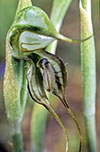 Pterostylis excelsa
