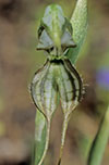 Pterostylis excelsa
