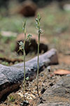 Pterostylis excelsa