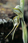 Pterostylis excelsa