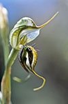 Pterostylis excelsa
