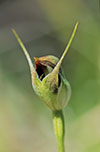Pterostylis pedunculata x Pterostylis curta