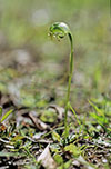 Pterostylis nutans