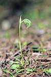 Pterostylis nutans