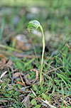 Pterostylis nutans