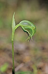 Pterostylis nutans