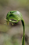 Pterostylis nutans