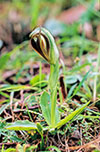 Pterostylis cucullata