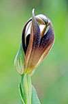 Pterostylis cucullata