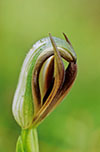 Pterostylis cucullata