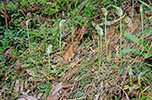 Pterostylis curta