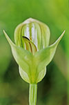 Pterostylis curta