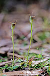 Pterostylis pedunculata