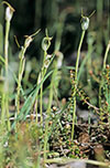 Pterostylis pedunculata