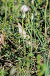 Pterostylis pedunculata