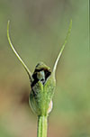 Pterostylis pedunculata