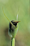Pterostylis pedunculata