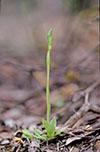 Pterostylis plumosa