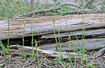 Pterostylis plumosa