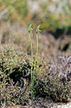 Pterostylis plumosa