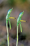 Pterostylis plumosa