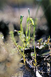 Pterostylis plumosa