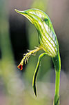 Pterostylis plumosa
