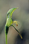 Pterostylis plumosa
