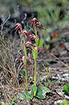 Pyrorchis nigricans