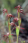 Pyrorchis nigricans