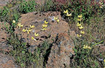 Thelymitra antennifera