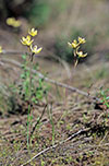 Thelymitra antennifera