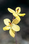 Thelymitra antennifera
