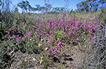 Thelymitra antennifera