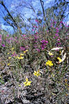 Thelymitra antennifera