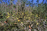 Thelymitra antennifera