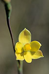 Thelymitra flexuosa