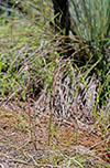 Thelymitra carnea