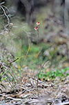 Thelymitra carnea