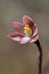 Thelymitra carnea