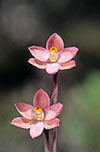 Thelymitra carnea