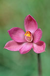 Thelymitra carnea