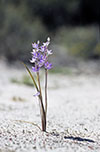 Thelymitra nuda